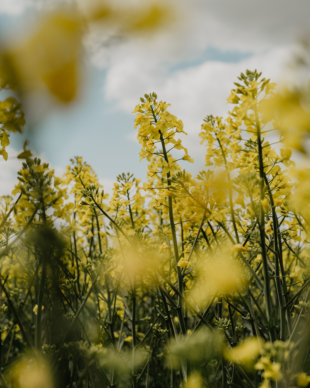 INR-Mood-Drift-1 1.jpg